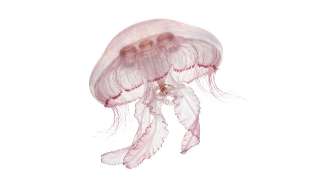 Delicate pink jellyfish with flowing tentacles, isolated on transparent background