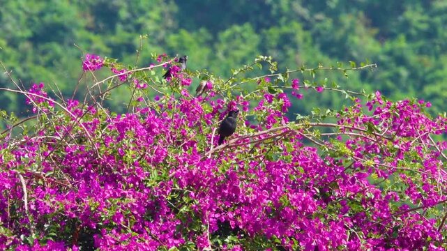 Asian glossy starlings (Aplonis panayensis on a beautifully blooming bougainvillea bush in Hong Kong. And other tropical birds