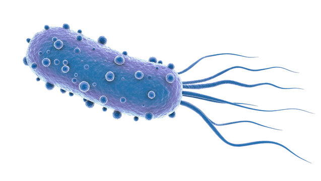 Rod-shaped bacterium with flagella and surface vesicles, isolated on transparent background