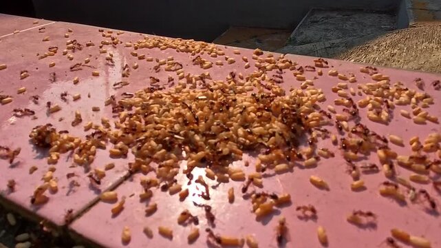 Time Lapse Video of Sunlight glints off scattered ant larvae on a tiled surface. Ants move purposefully across the scattered grains. Some seeds appear cracked or damaged. The scene suggests active 