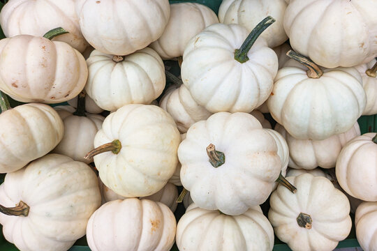 Top view of many small white Baby Boo pumpkins