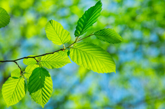 Nature of green leaf in garden at summer.