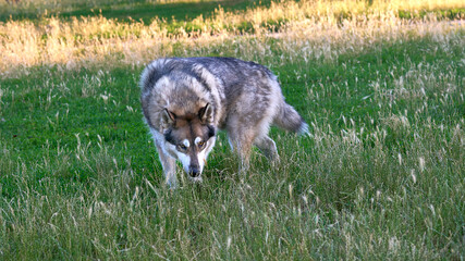 Seeking carefully.Laika hunts, picking up scent in grass © Igor
