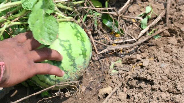Watermelon or Citrullus lanatus in the fild. It  is a species of&nbsp;flowering plant&nbsp;in the family&nbsp;Cucurbitaceae. It is a&nbsp;scrambling and trailing&nbsp;vine-like plant&nbsp;cultivated&nbsp;worldwide.
