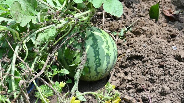 Watermelon or Citrullus lanatus in the fild. It  is a species of&nbsp;flowering plant&nbsp;in the family&nbsp;Cucurbitaceae. It is a&nbsp;scrambling and trailing&nbsp;vine-like plant&nbsp;cultivated&nbsp;worldwide.
