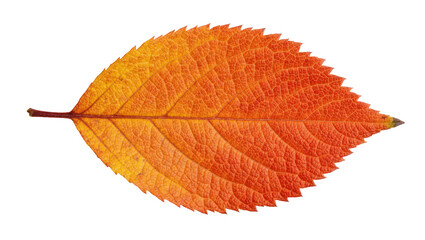 Single orange leaf with serrated edges, isolated on transparent background © STUDIOP