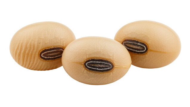 Three light brown soybeans with dark hilum, isolated on transparent background