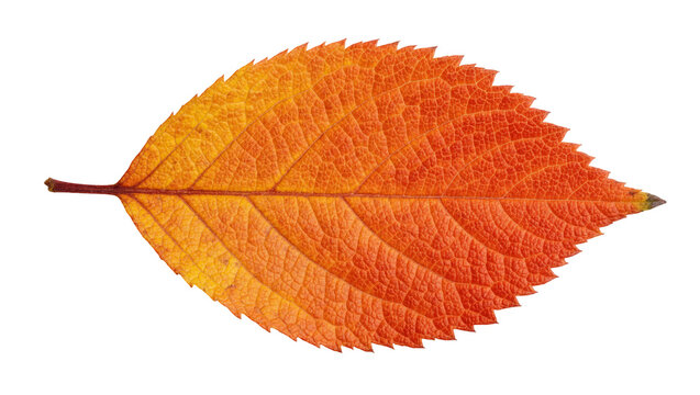 Single orange leaf with serrated edges, isolated on transparent background