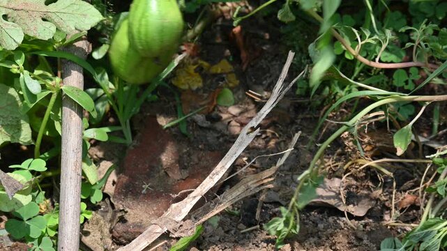 Watermelon or Citrullus lanatus in the fild. It  is a species of&nbsp;flowering plant&nbsp;in the family&nbsp;Cucurbitaceae. It is a&nbsp;scrambling and trailing&nbsp;vine-like plant&nbsp;cultivated&nbsp;worldwide.
