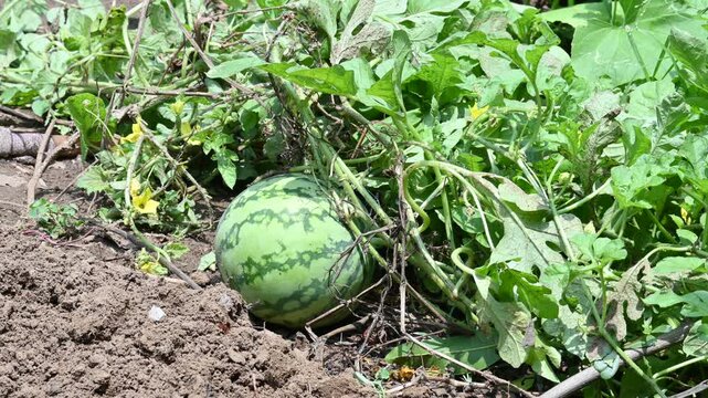 Watermelon or Citrullus lanatus in the fild. It  is a species of&nbsp;flowering plant&nbsp;in the family&nbsp;Cucurbitaceae. It is a&nbsp;scrambling and trailing&nbsp;vine-like plant&nbsp;cultivated&nbsp;worldwide.
