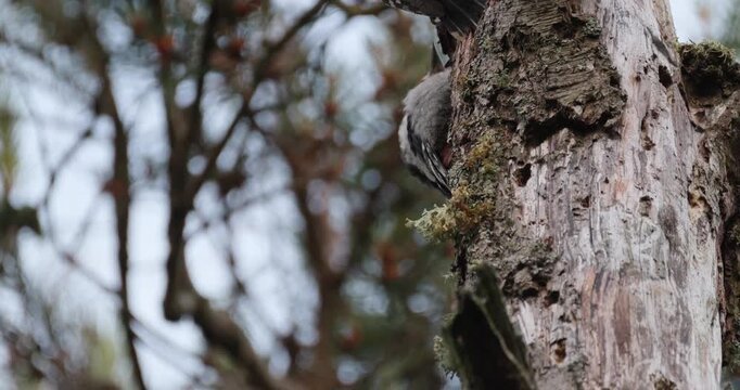 Great spotted woodpecker extraction seeds from pine cone on broken tree snag to feed chick