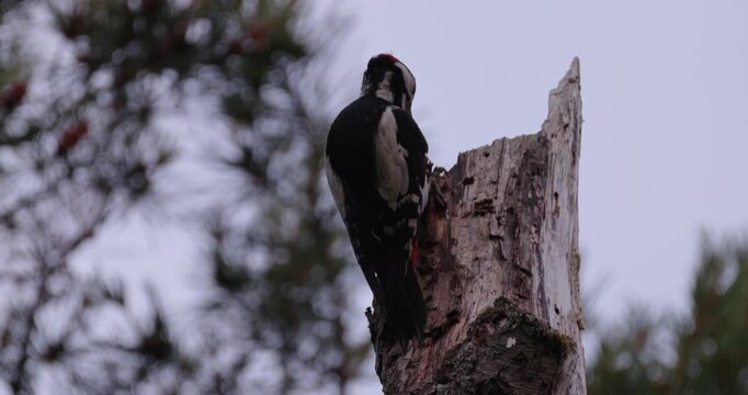 Great spotted woodpecker perching on broken pine snag to extract seeds from pine cone in coniferous forest