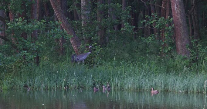 Common crane walking along a forest lake edge near ducks in the evening