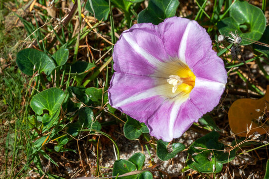 Fleur de liseron des sables &mdash; Calystegia soldanella &mdash; sur les dunes