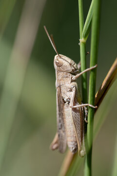 A small brown grasshopper is clinging to a tall blade of grass. The insect is hiding.