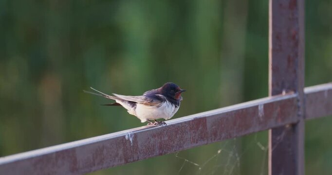 Two barn swallows interacting and fluttering on a metal fence during dawn