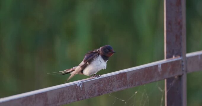 Two barn swallows interacting and fluttering on a metal fence during dawn