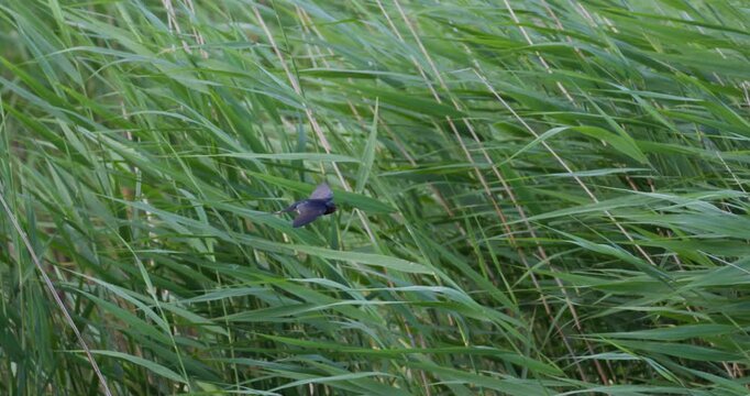 Barn swallow hovering in strong wind against green reeds slow motion