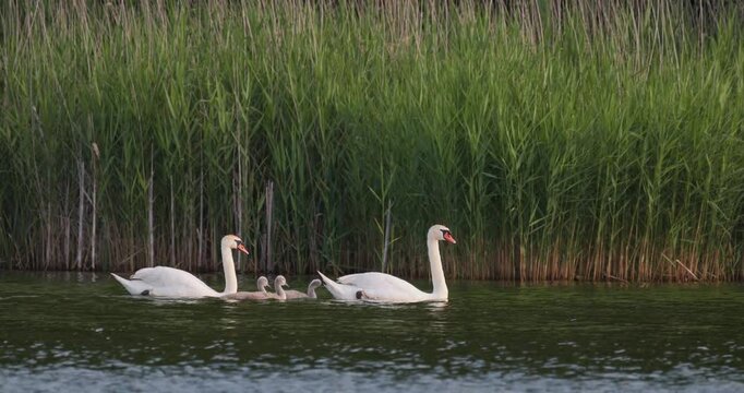 Mute swan pair swimming gracefully with three cygnets along green reeds at dawn