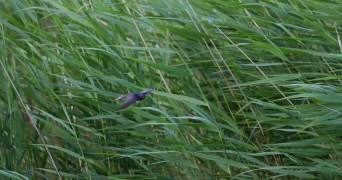 Barn swallow hovering in strong wind against green reeds slow motion