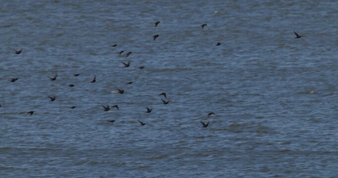 Flock of starlings performing murmuration over reeds and Curonian Lagoon at dawn