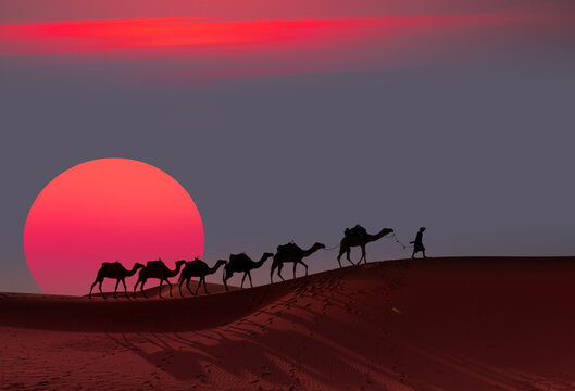 Caravan of camel in the sahara desert of Morocco at sunset time