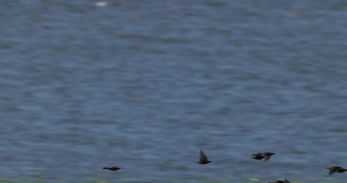 Flock of starlings performing murmuration over reeds and Curonian Lagoon at dawn