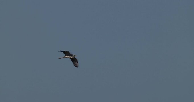 Grey heron soaring in flight against clear blue sky in slow motion