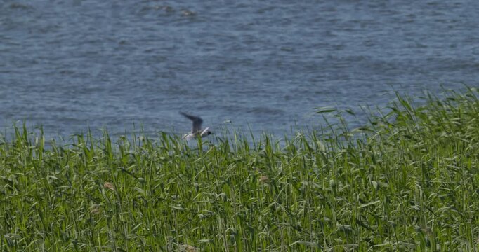 Black-headed gull taking off from green reeds over Curonian Lagoon at dawn