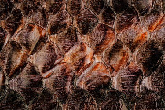 Python skin leather texture with natural snakeskin scale pattern and glossy exotic surface