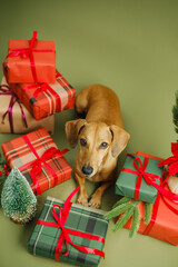 Obraz premium Cute dachshund dog with red ribbon wrapped christmas gifts and tree on green backdrop