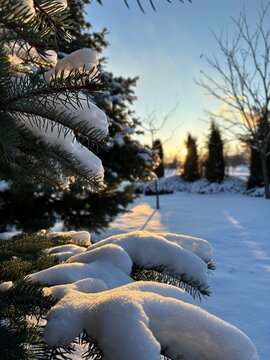 winter landscape in the forest