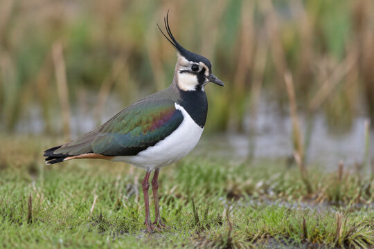 Northern lapwing standing in wet meadow, wildlife and grassland habitat concept