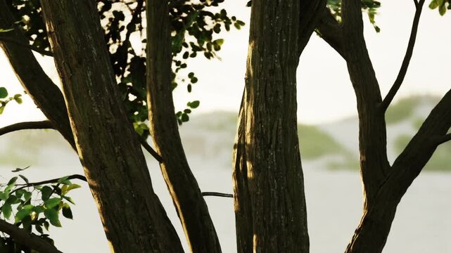 Gentle sunlight filters through leaves, casting delicate shadows on the weathered bark. A peaceful scene unfolds near tranquil waters, capturing natures beauty at dawn.