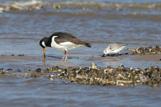 Eurasian oystercatcher Haematopus ostralegus and sanderling Calidris alba foraging for food on a muddy shore with mussel beds