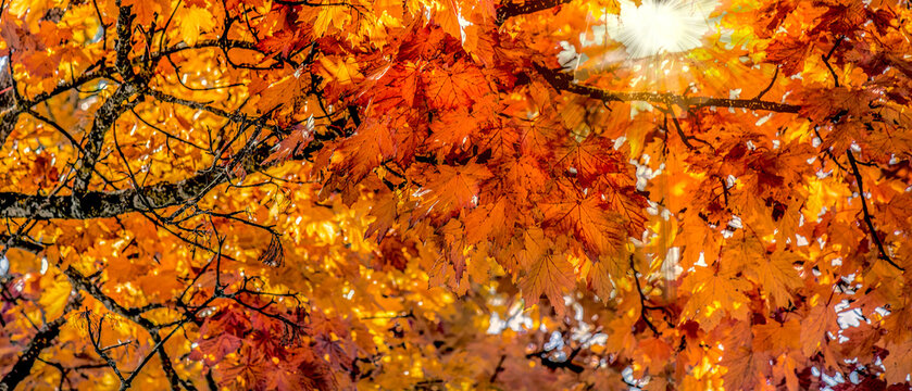 closeup on branches of maple tree with beautiful and bright orange, red and golden  leaves illuminated by sunlight in panoramic view