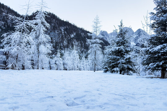 Wide shot of snow covered pine trees and frosted larch trees in snowy mountain valley in alpine winter forest with mountains. Cold frosty winter forest landscape with snow.