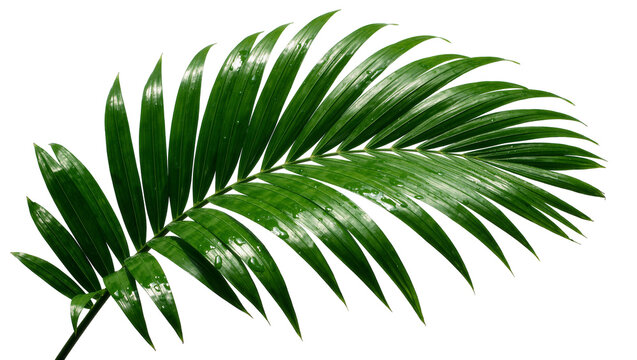 Vibrant green palm frond with water droplets, isolated on transparent background