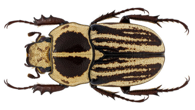 Detailed top view of a striped Goliath beetle with spiky legs, isolated on transparent background