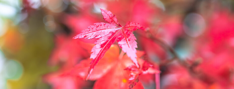 Beautiful autumn maple tree leaves with orange and red foliage against blue sky.