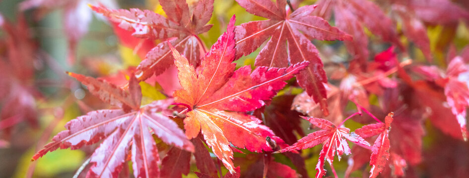 Beautiful autumn maple tree leaves with orange and red foliage against blue sky.