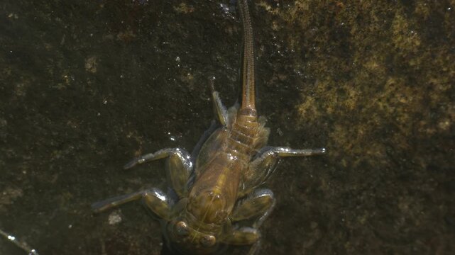 mayfly nymph gills movement 