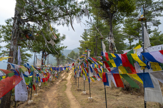 Dirt path lined with colorful prayer flags through a pine forest, Thimphu District, Thimphu, Bhutan