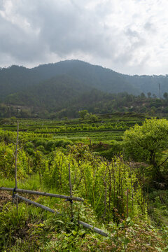Terraced vegetable fields below a forested mountain, Thimphu District, Thimphu, Bhutan