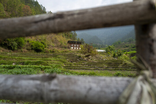 Traditional farmhouse above terraced fields, Punakha, Punakha, Bhutan