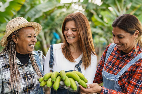 Happy multiracial senior women holding bunch of fresh ogranic banana - Agriculture cooperative, small business and work concept - Farmer people