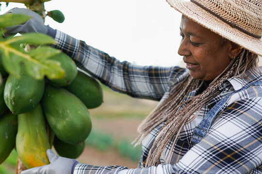 African american woman control organic papaya fruits at agriculture farm - Garden, work and healthy lifestyle concept