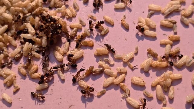 Video of Ants crawl among scattered ant larvae on pink surface. Some ants appear dead, others active. Grains scattered across flat, colored background. This scene captures colony activity in close-up 