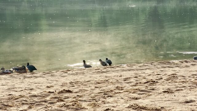 Ducks gather along a sandy shore near calm water in Pushkin, Saint Petersburg. Morning mist glimmers softly over the lake. The quiet view brings a feeling of peaceful serenity.