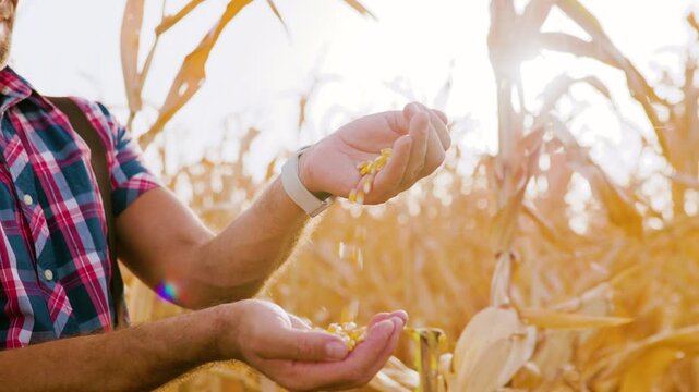 Close up of a male farmer holding and pouring golden corn kernels between his hands to inspect the grain crop quality in a field at sunset.